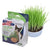 Pureness Oat Garden Cat Grass Kit