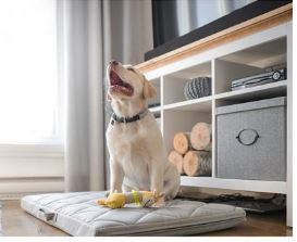 Be One Breed Power Nap Bed