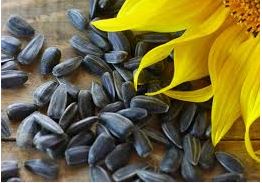 Nature's Mix Black Oil Sunflower Seeds