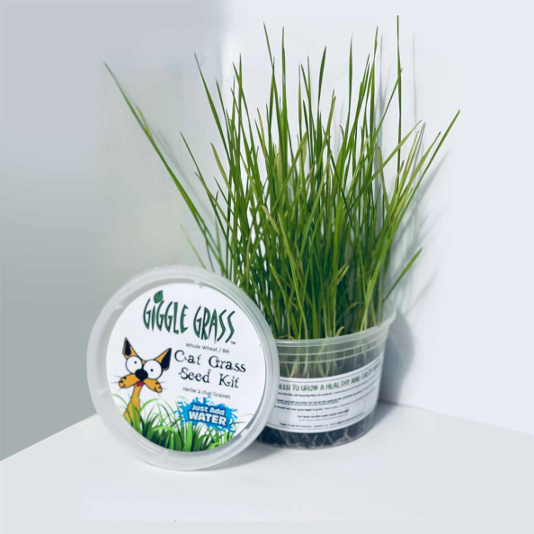 Giggle Grass Cat Grass Seed Kit