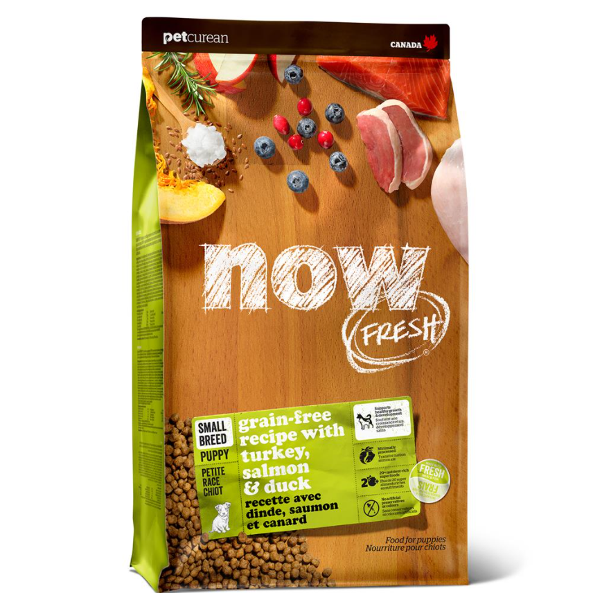 Now Dog Small Breed Puppy